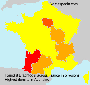 Brachfogel Brachfogel