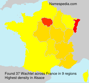 Wachtel Wachtel