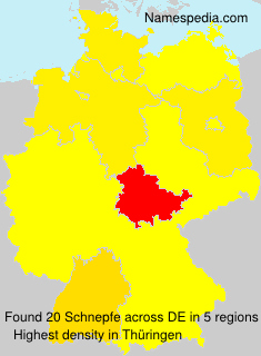 Schnepfe Schnepfe