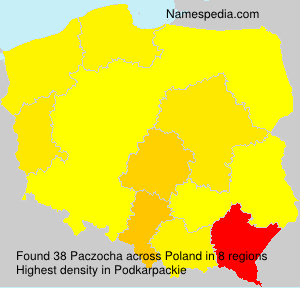 Paczocha Paczocha