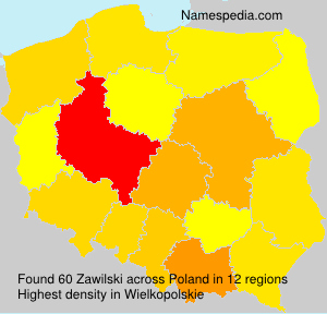 Zawilski Zawilski