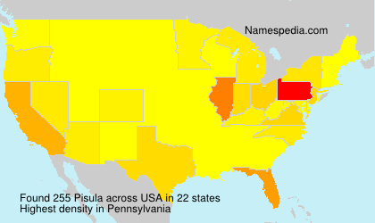 Pisula Pisula