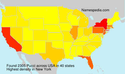 Surname Pucci in USA Surname Pucci in USA